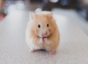 Hamster Health Tips