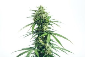 What is a High CBD Strain? | News For Public